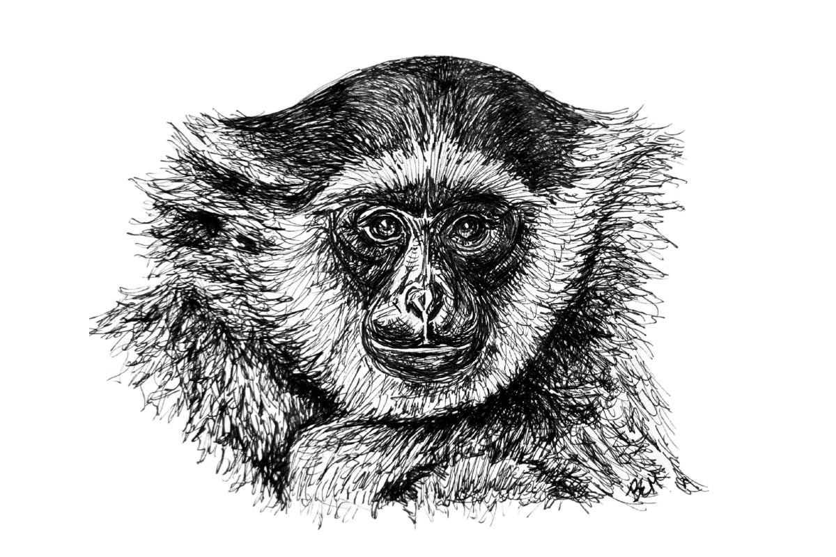 I Am Afraid of Monkeys