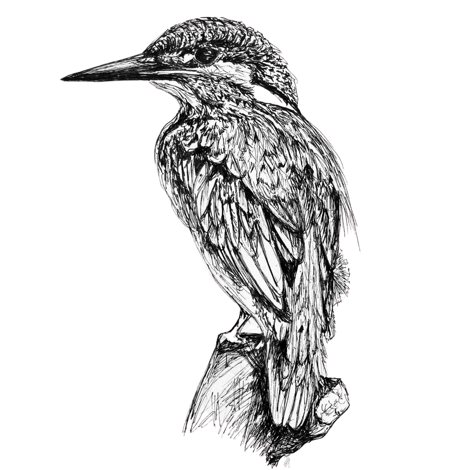 Kingfisher- Original Pen & Ink Illustration