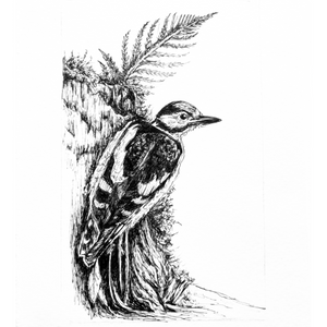 Woodpecker - Original Pen & Ink Illustration
