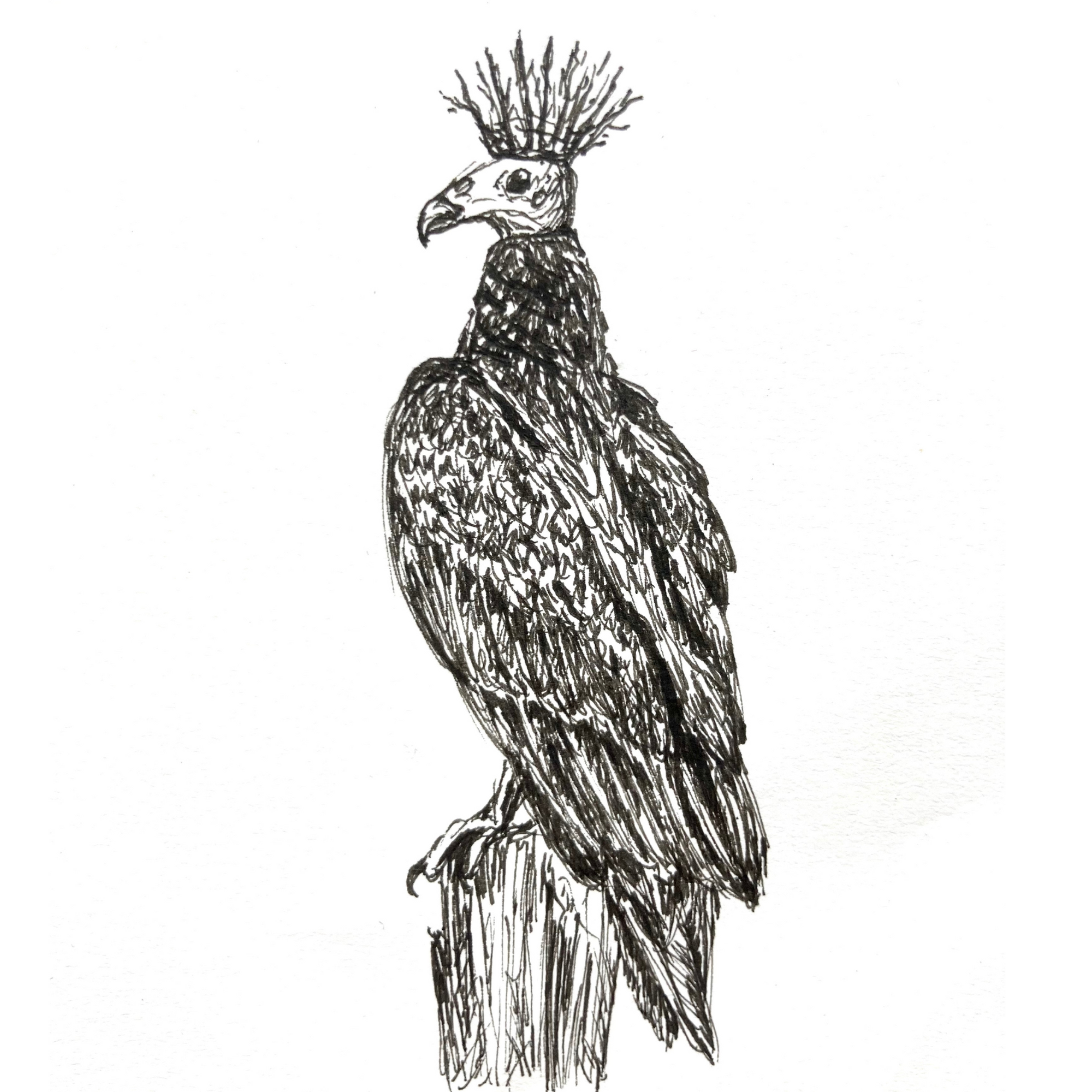 King Vulture - Original Pen & Ink Illustration