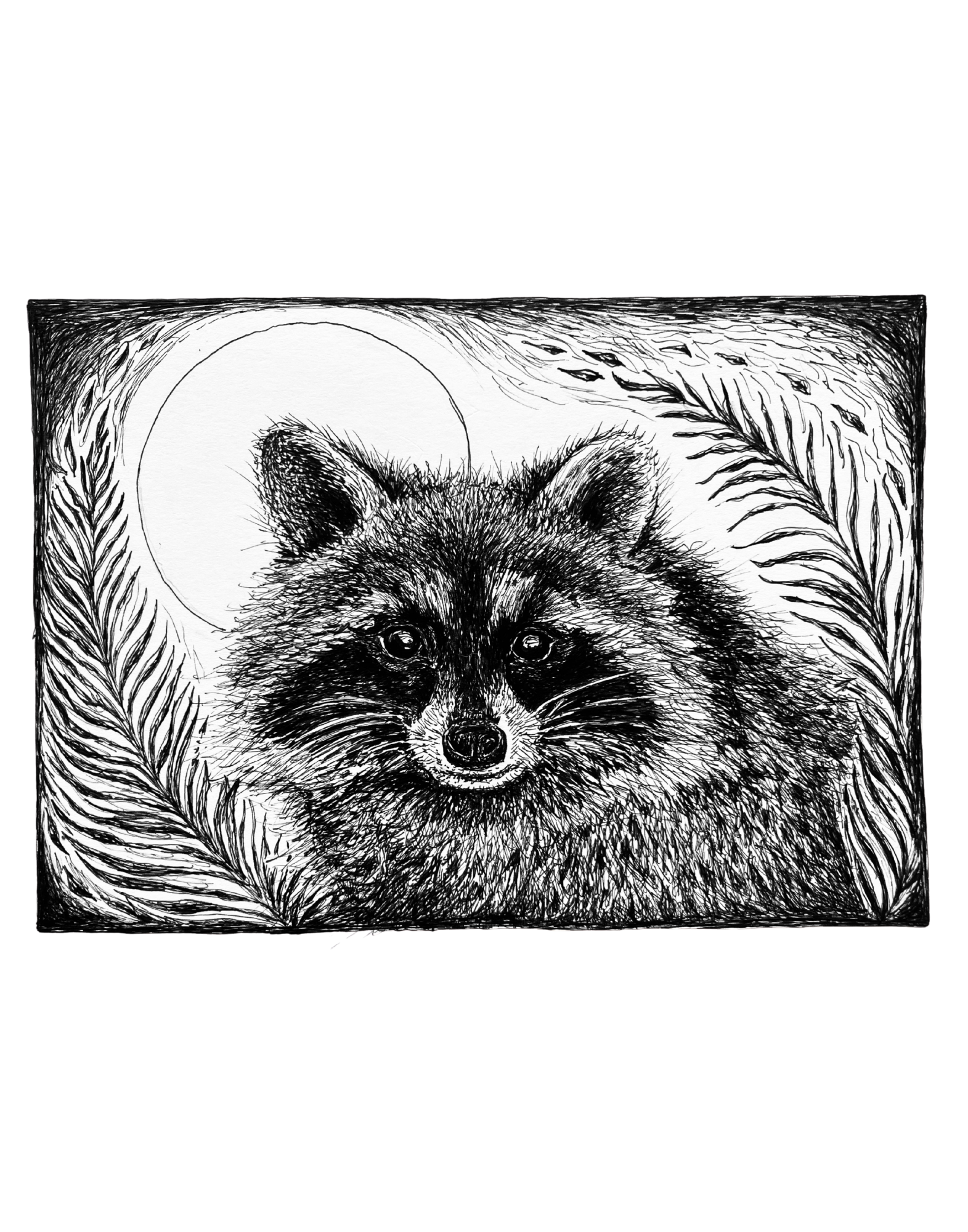 Midnight Visitor - Raccoon Fine Art Print