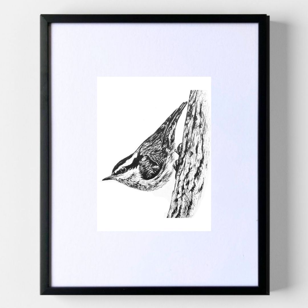 Nuthatch - Original Pen & Ink Illustration