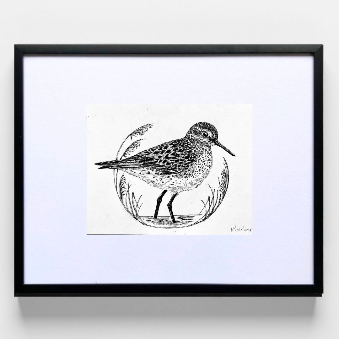 White Rumped Sandpiper - Original Pen & Ink Illustration