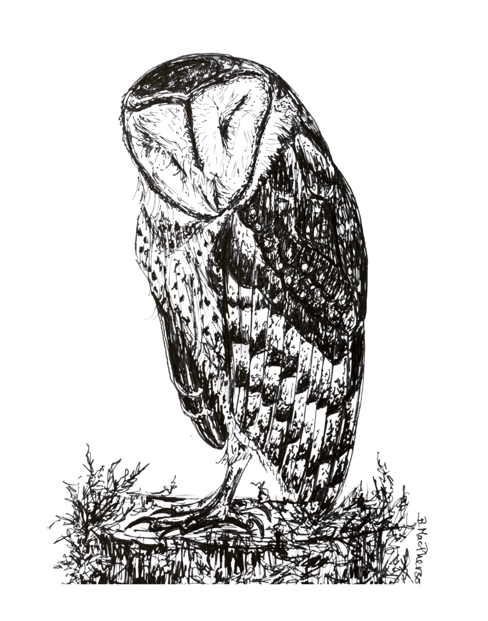 Dreaming Barn Owl : Fine Art Print