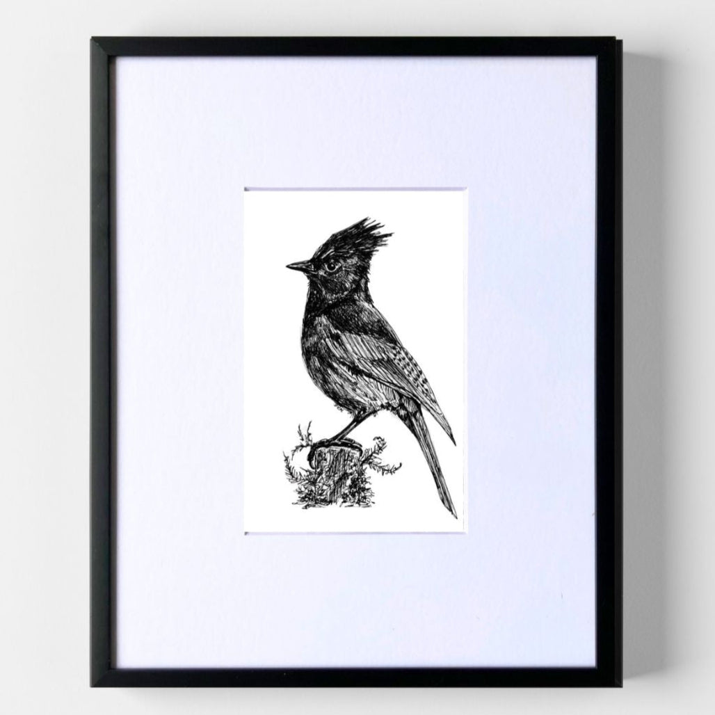 Stellars Jay - Original Pen & Ink Illustration