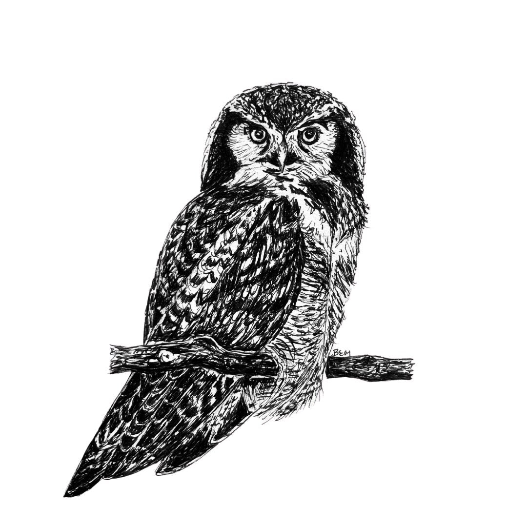 Hawk Owl - Original Pen & Ink Illustration
