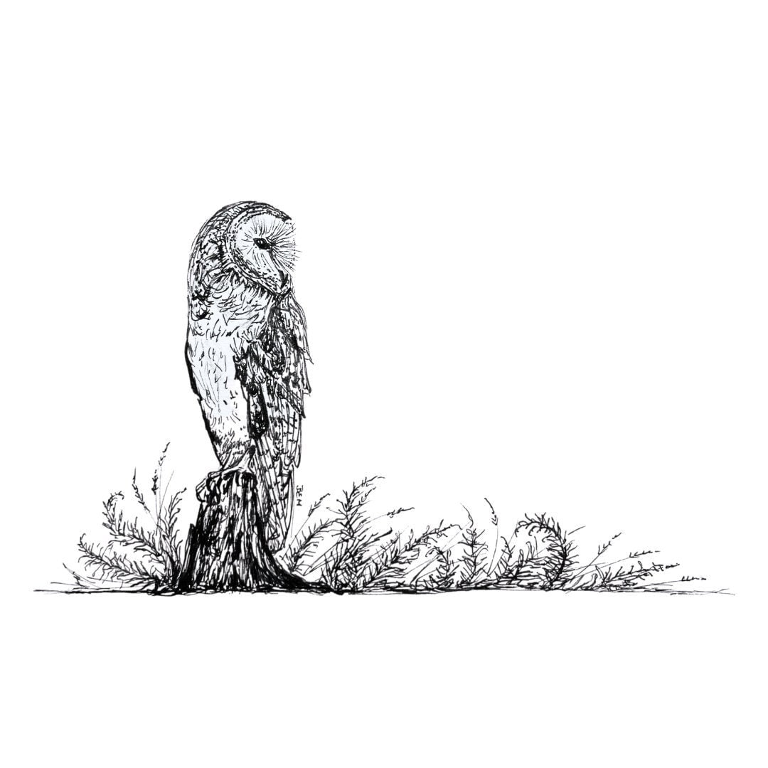 Barn Owl & Ferns - Original Pen & Ink Illustration