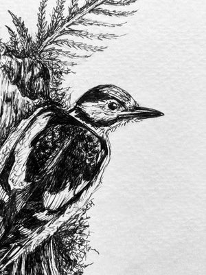 Woodpecker - Original Pen & Ink Illustration