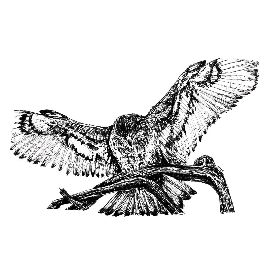 Original Hawk Pen & Ink Illustration